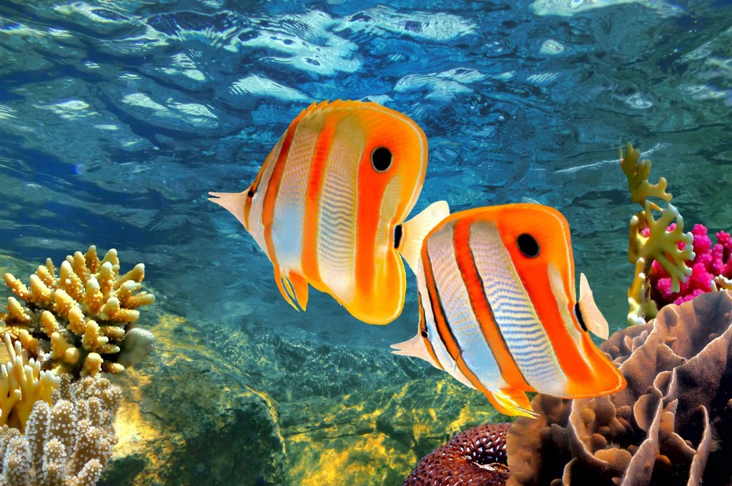 Dive-great-barrier-reef