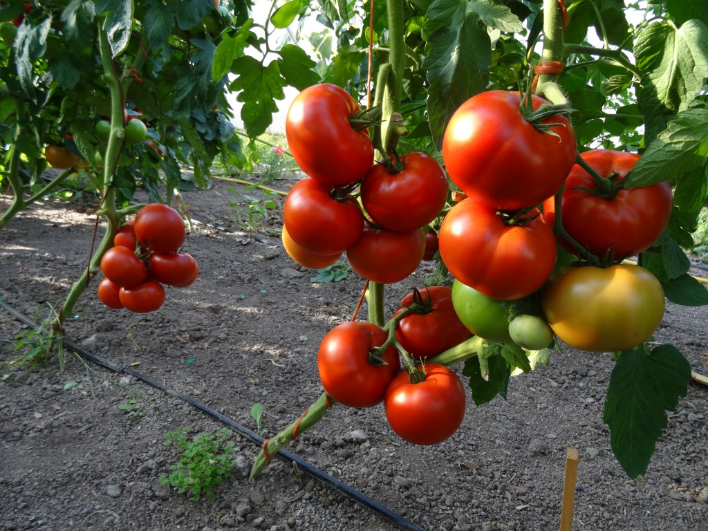 tomatoes