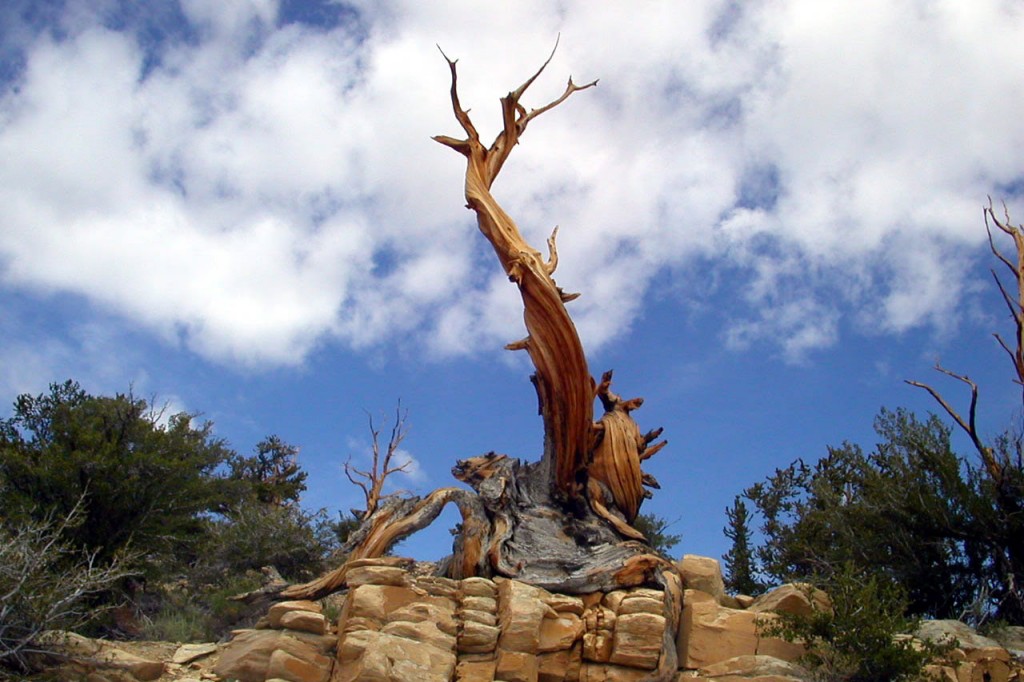 Bristlecone_CA