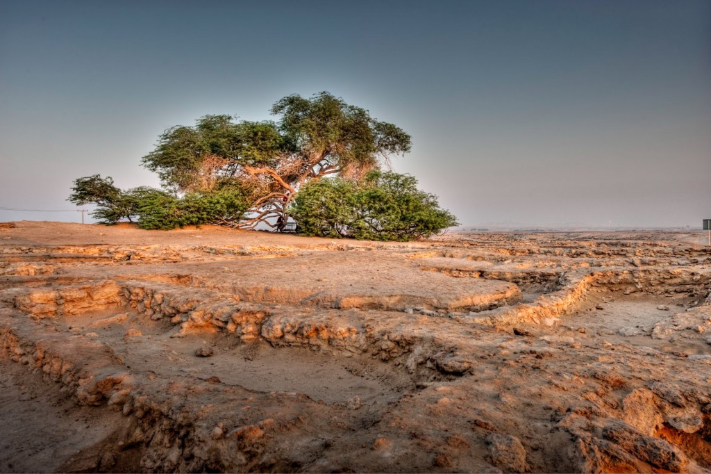 tree-of-life-hdr