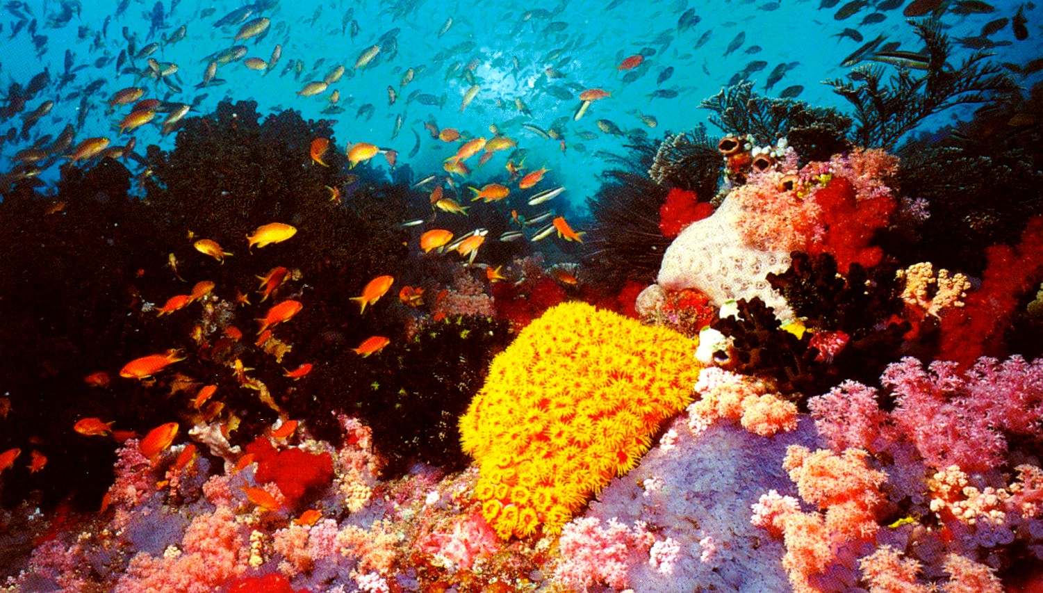 great barrier reef Sihanoukville Cambodia