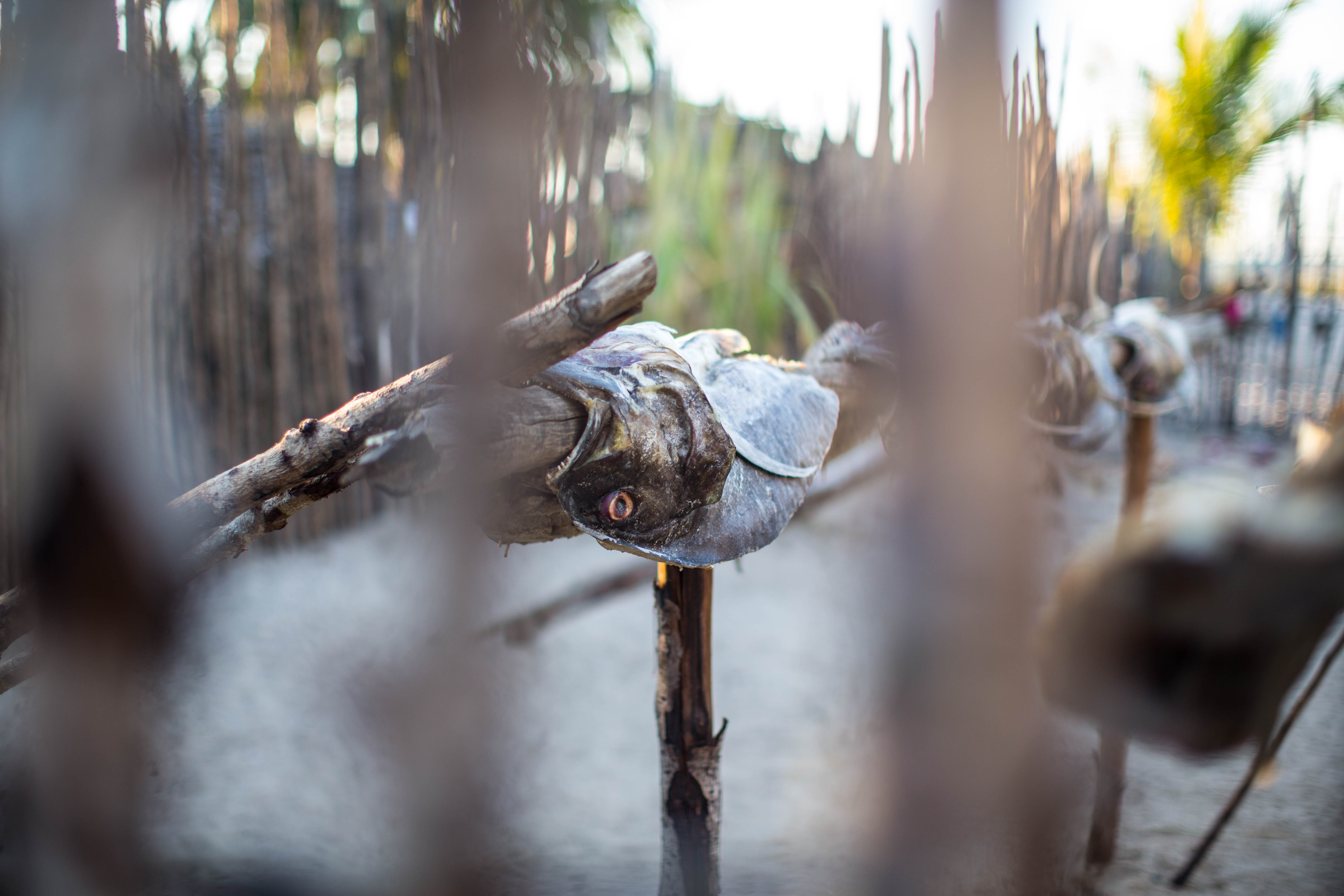 tentree_mad2014_1697