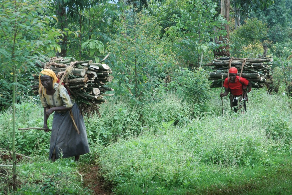 uganda deforestation