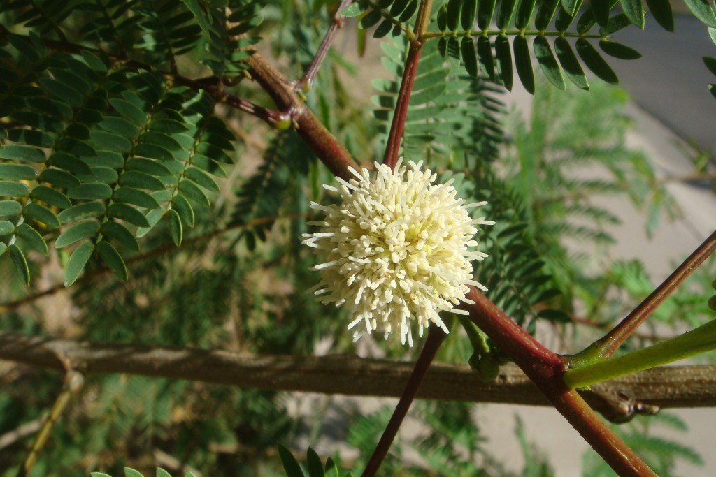 Acacia-berlandieri-20080403