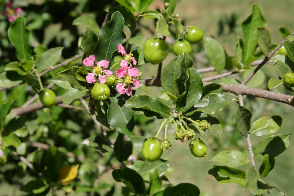 Closeup of Brazilian acerola fruit