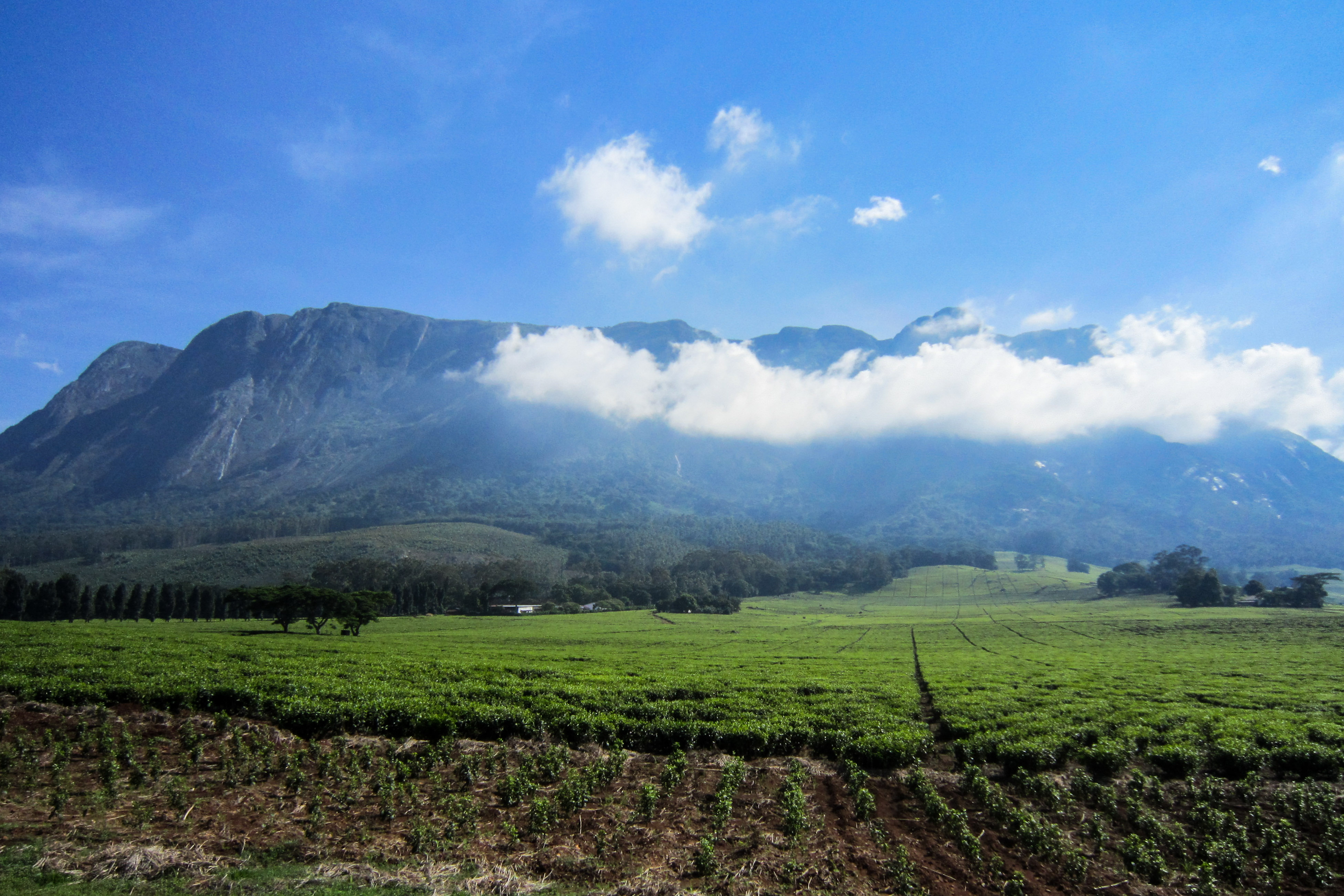 Mulanje_Mountain