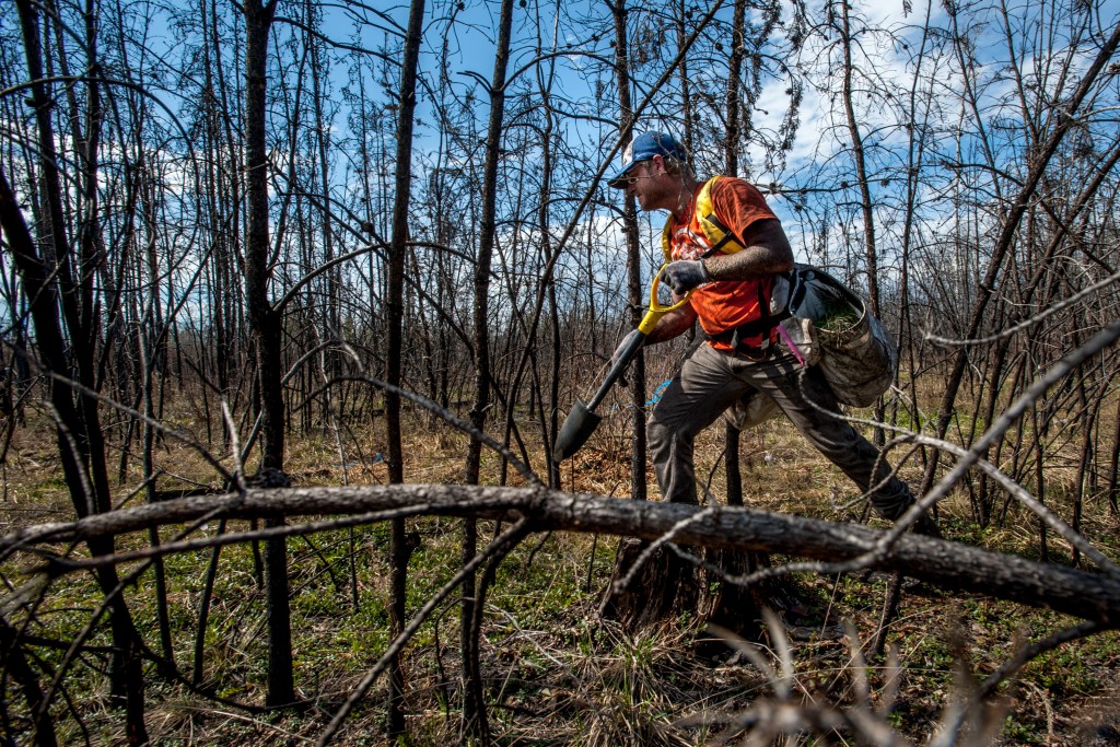 tentree canada planting site