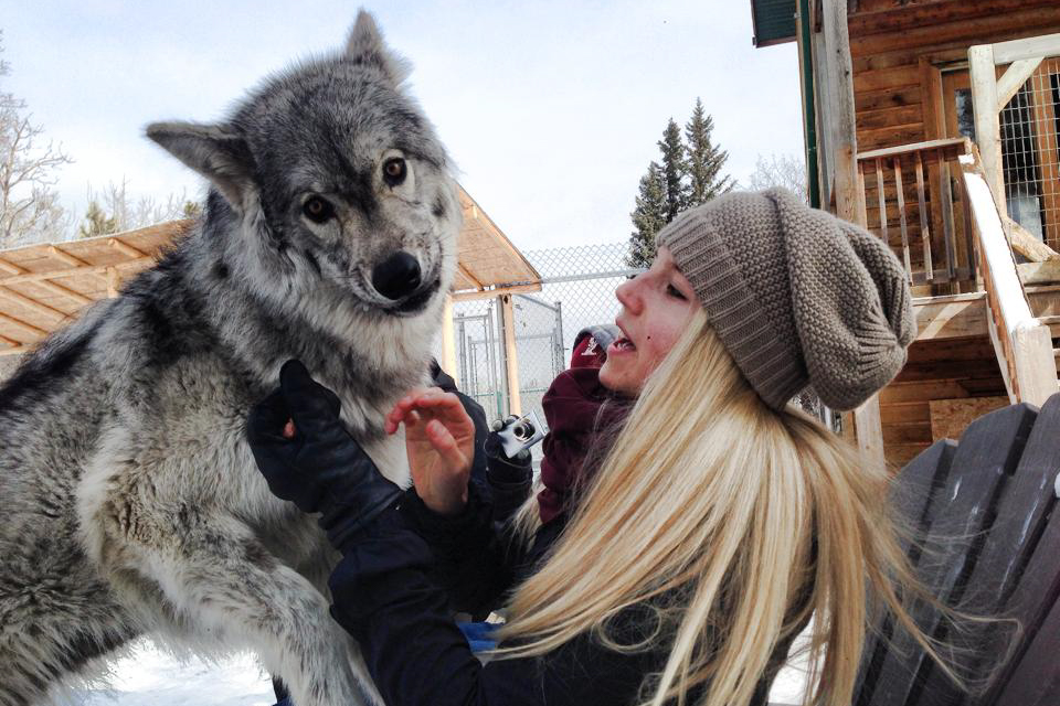 Wolfdogsss
