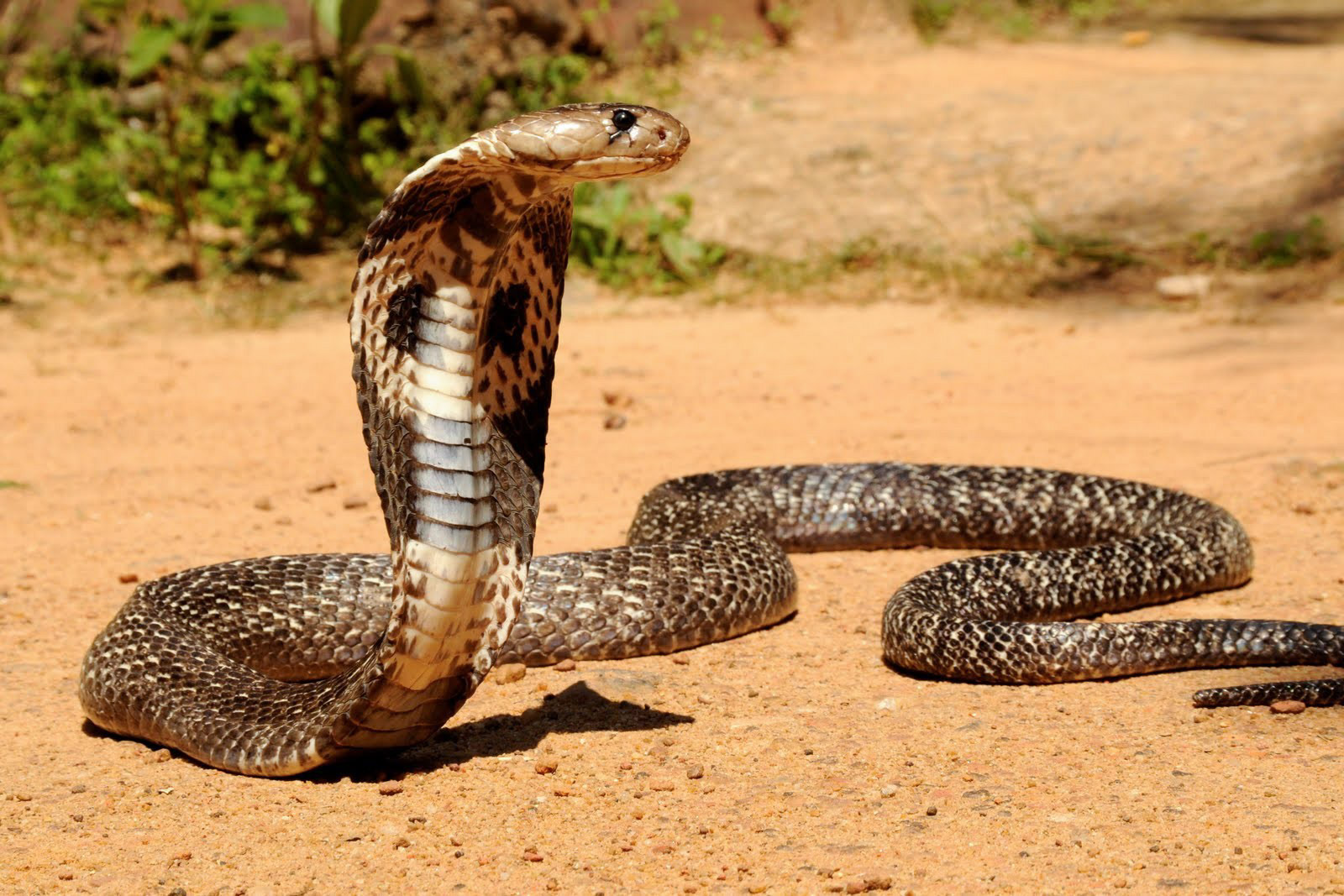 cobra-snake-widesscreen-wallpapers-free-snakes-background-images