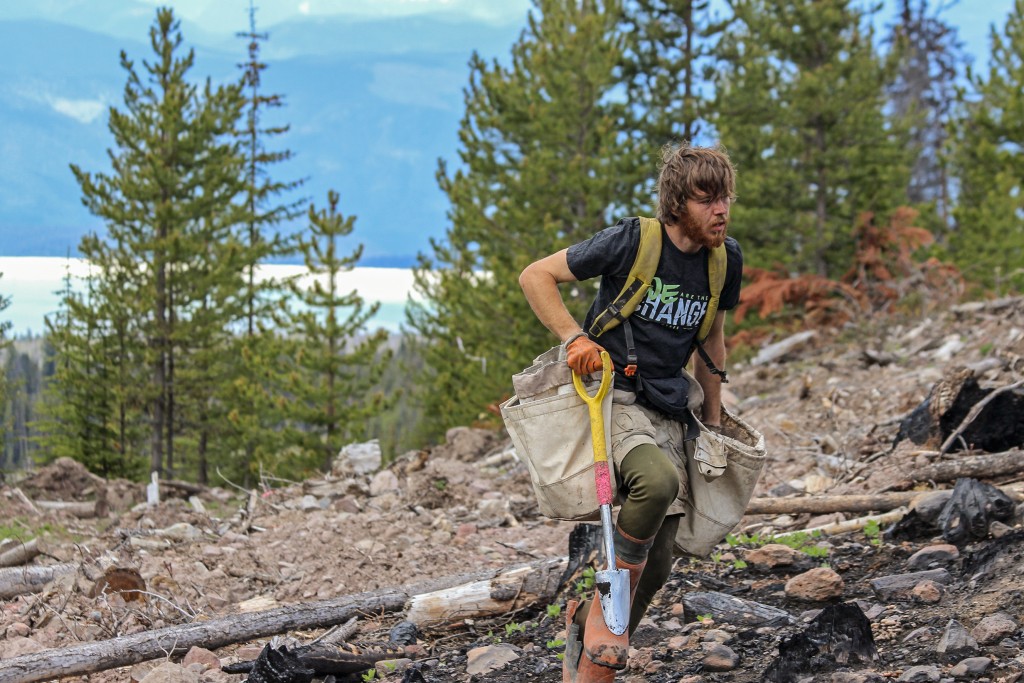 tentree canada
