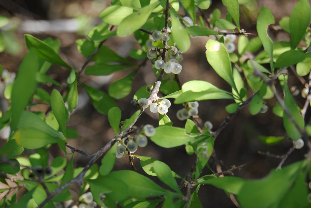 snake eye berries on limb