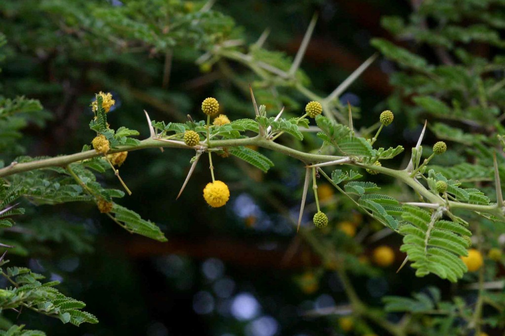 Acacia nilotica