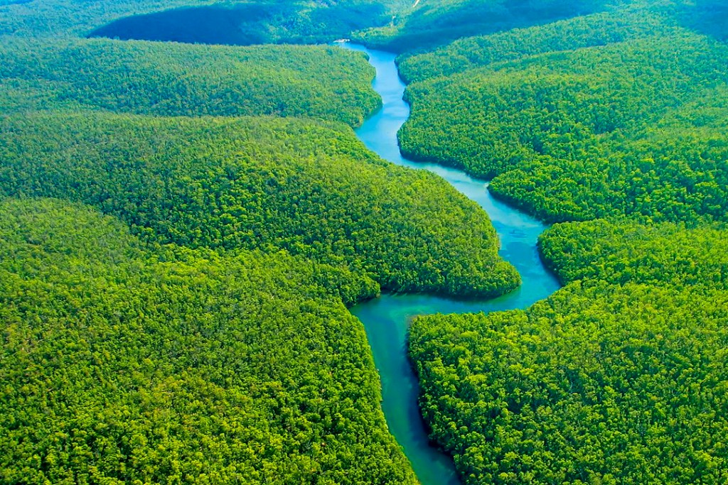 Amazon Rain Forest