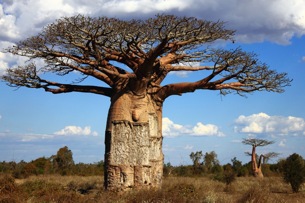 Baobab trees2