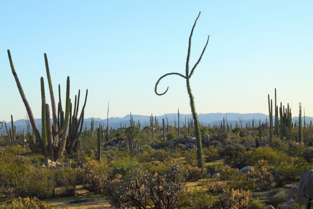 Boojum Tree