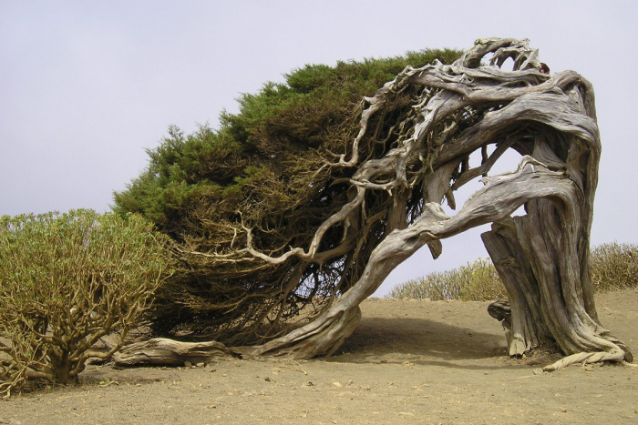 El Arbol de la Sabina
