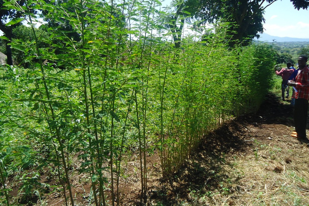 Sesbania sesban