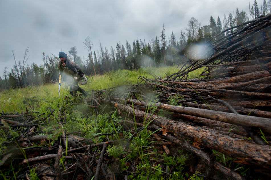 tree planting job pine forest rain tentree