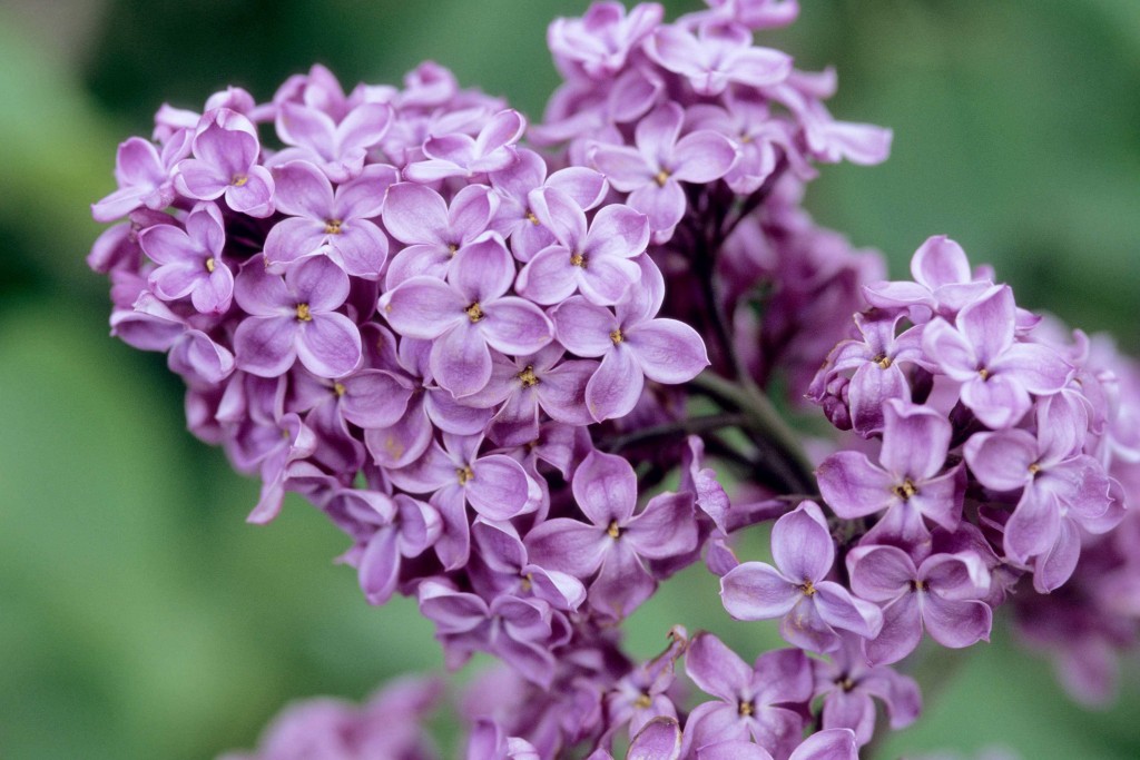 declaration-lilac