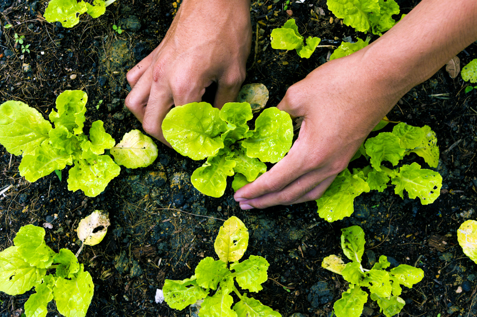organic-food-fad_h