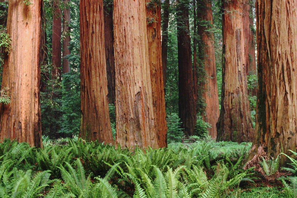redwoods-wallpaper-2560x1440