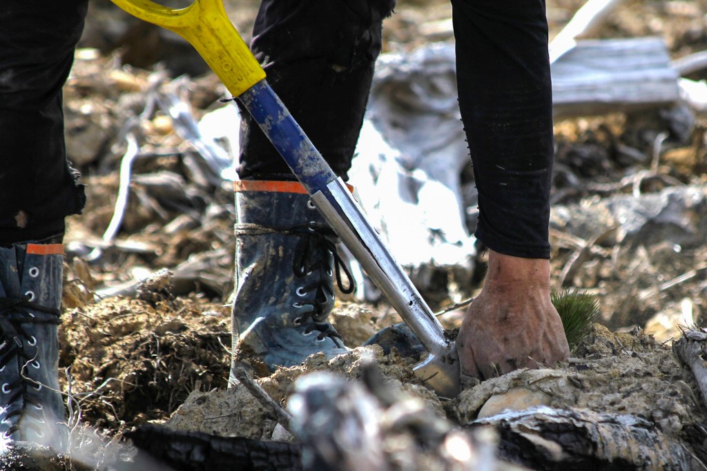 www-replant-ca_2012_earlymay_017