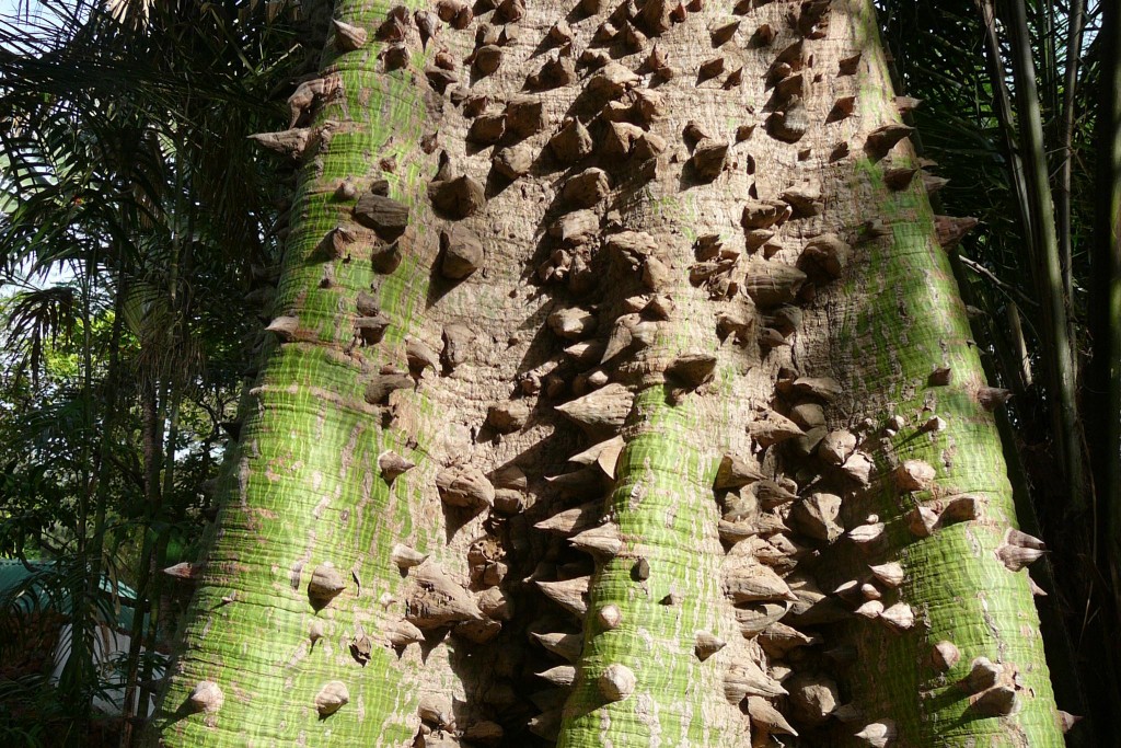 5 Of The Weirdest Trees On Earth THE ENVIRONMENTOR 5 Of The Weirdest Trees On Earth THE ENVIRONMENTOR