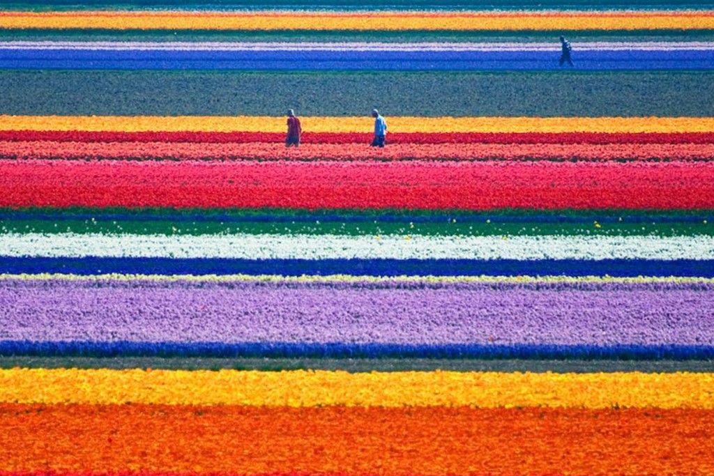 Natural-Tulip-flower-farm