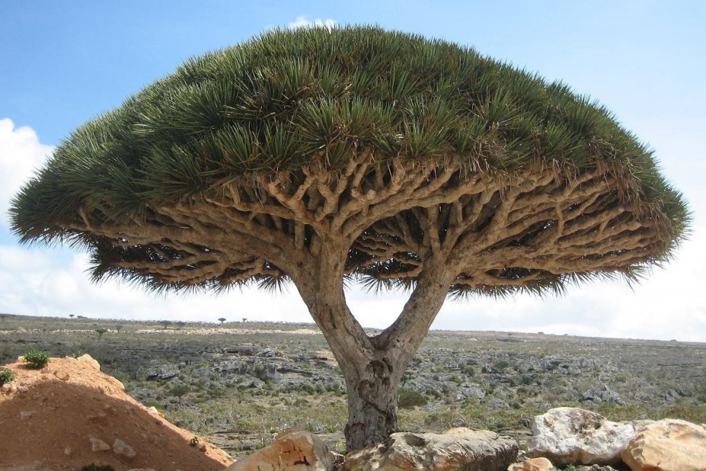 Socotra_dragon_tree