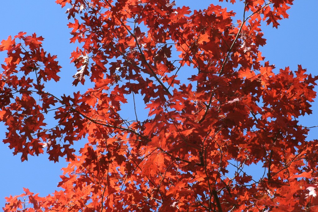 red oak tree canada