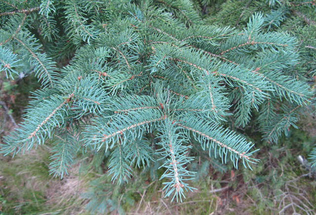 white spruce tree canada