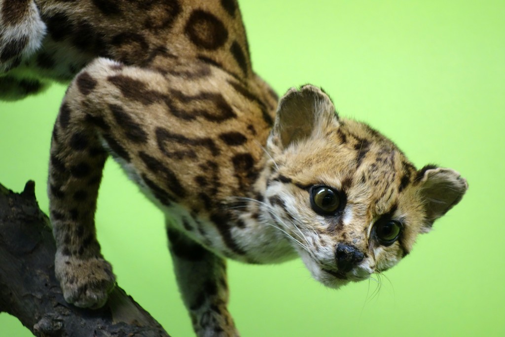 oncilla wildcat endangered species