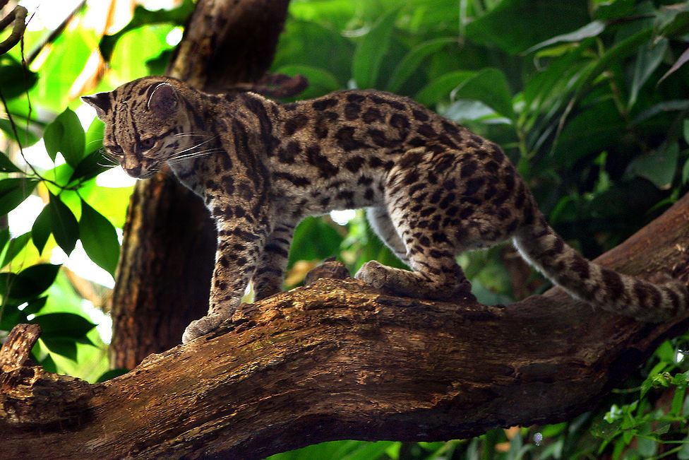 margay wildcat endangered species