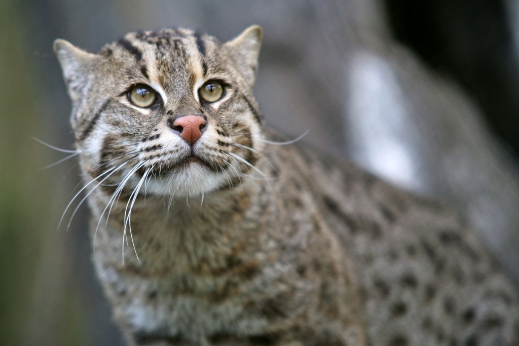 fishing cat wildcat endangered species