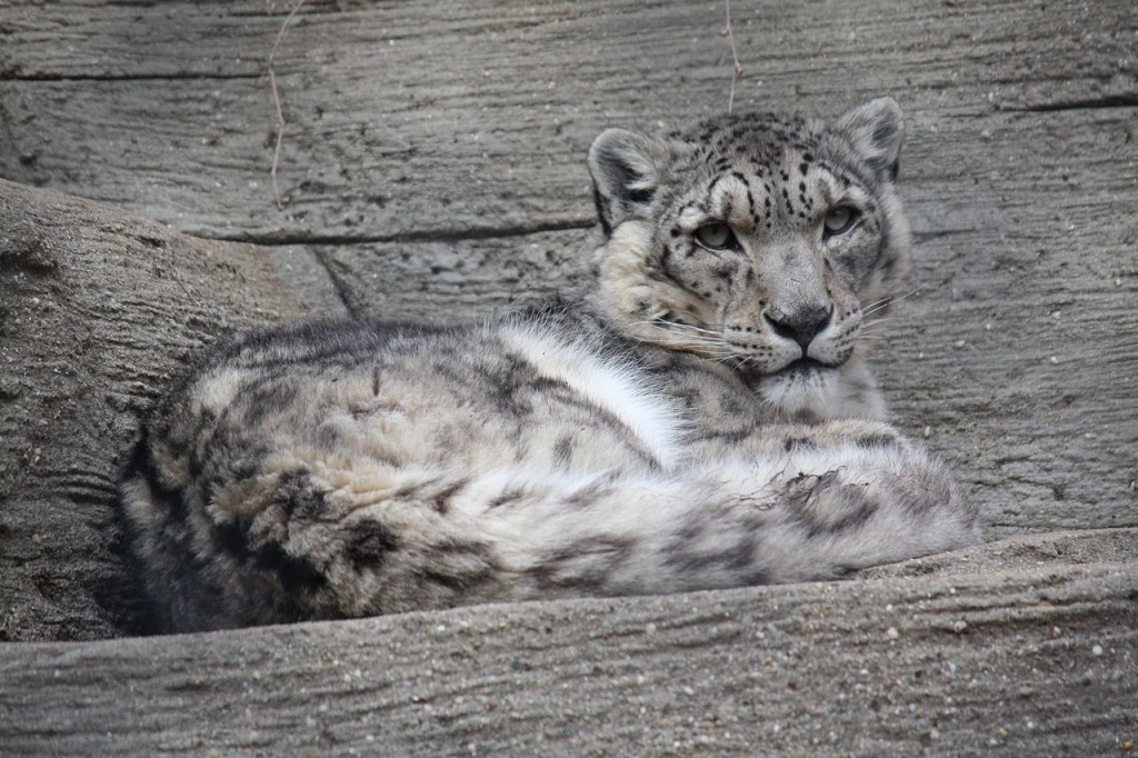 Snow Leopard wildcat endangered species