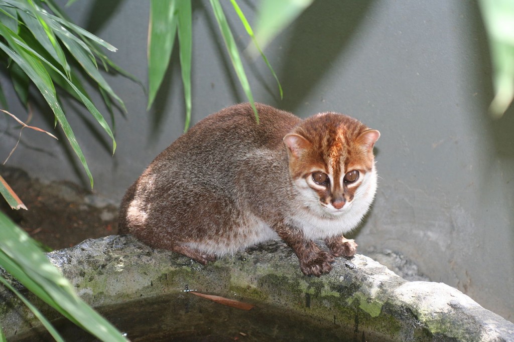Flat Headed Cat wildcat endangered species