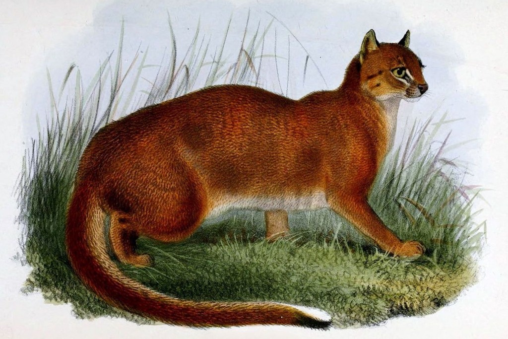 bay cat wildcat endangered species
