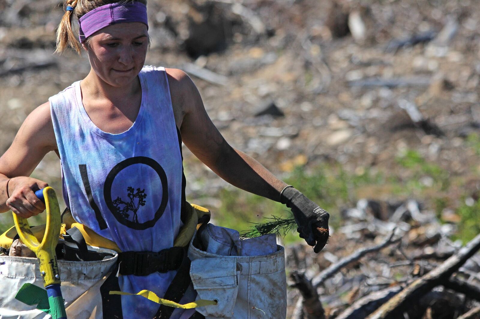 tree planting woman tentree north america pine tree