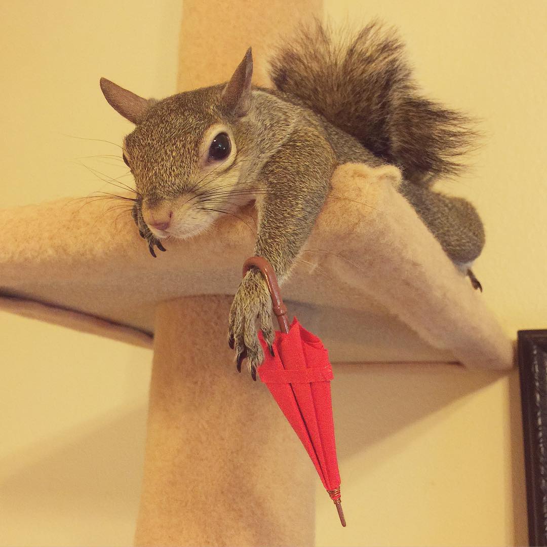 photogenic-rescue-squirrel-jill-11