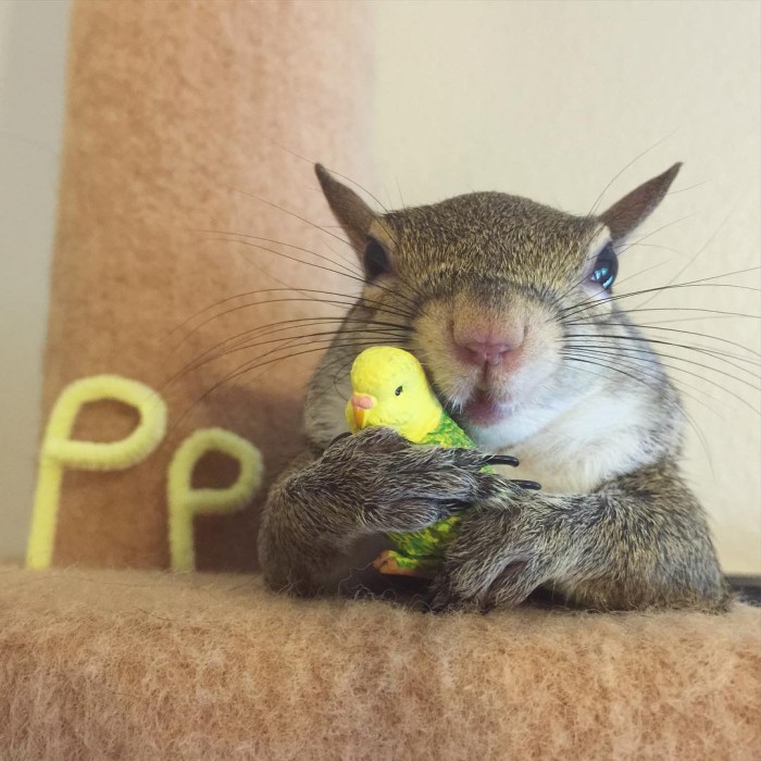 photogenic-rescue-squirrel-jill-52-700x700