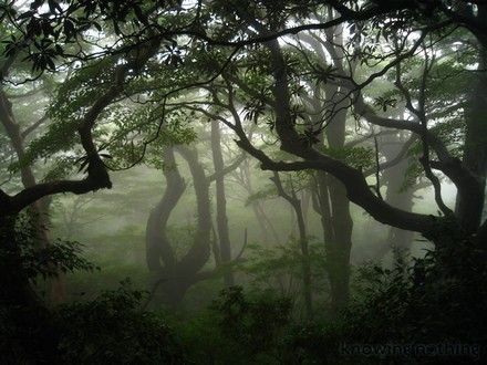 Yakushima Forest, Japan