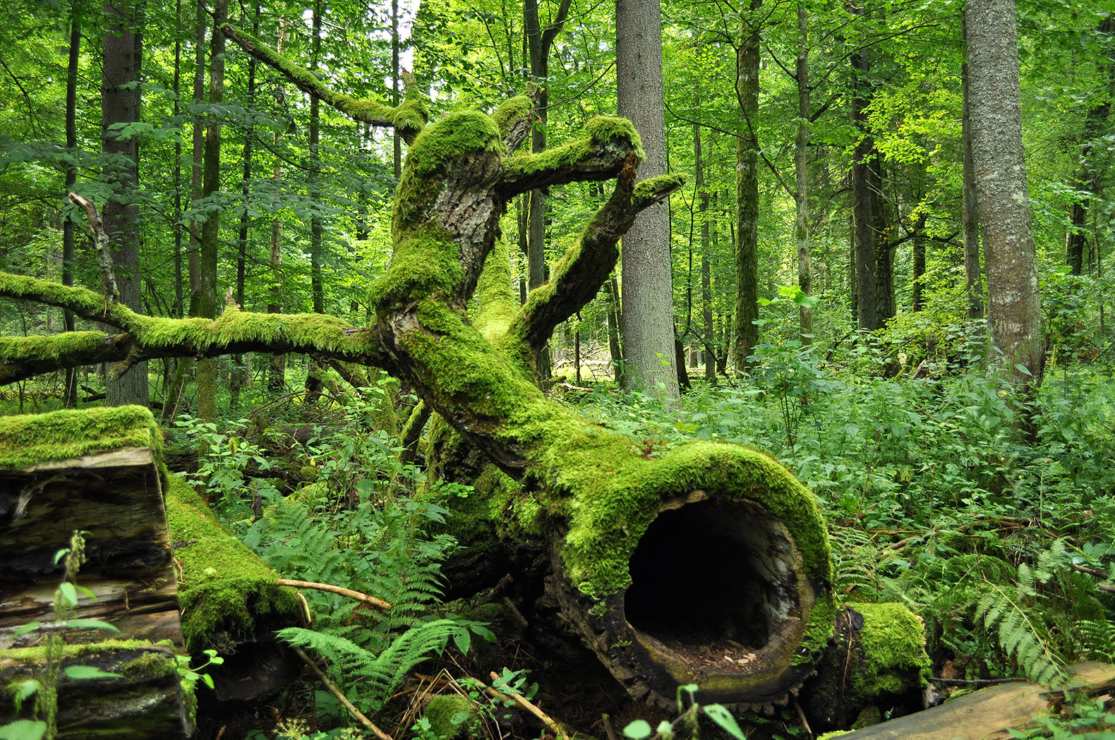 Bialowieza Forest, Belarus and Poland