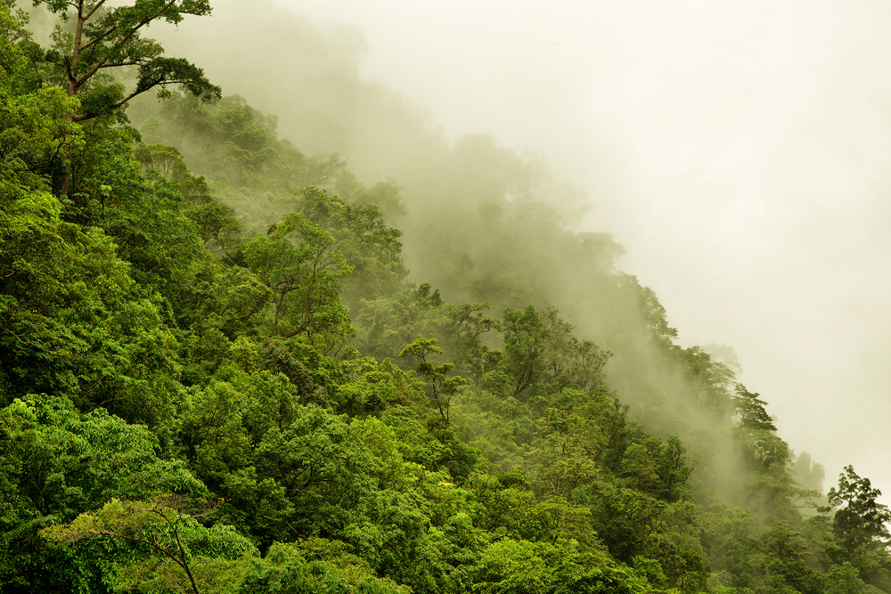 Daintree Rainforest, Australia