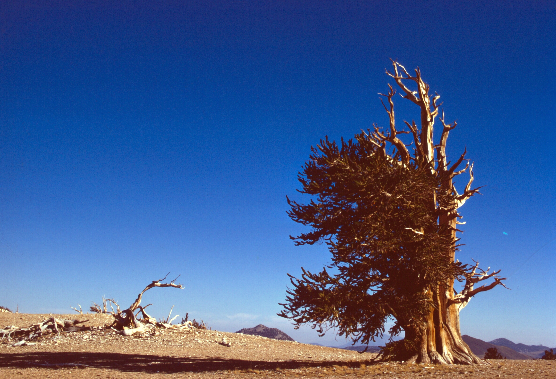 Ancient Bristecone Pine Forest, California, U.S.