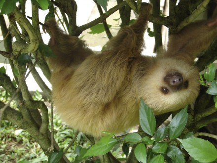 2_toed_sloth