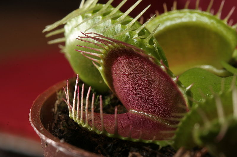 800px-Dionaea_muscipula_trap