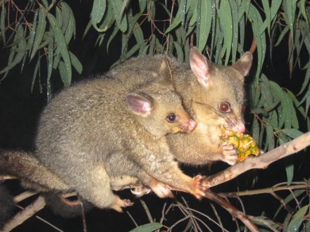 Brushtail_possum