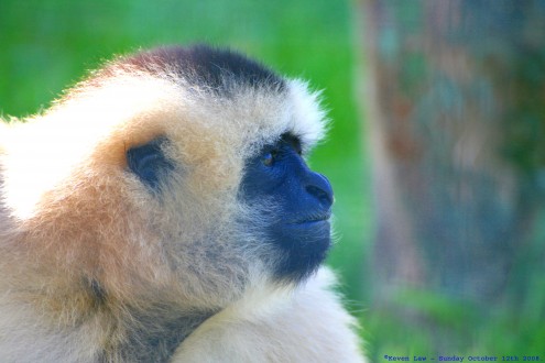 Flickr_-_law_keven_-_Do_the_Funky_Gibbon....
