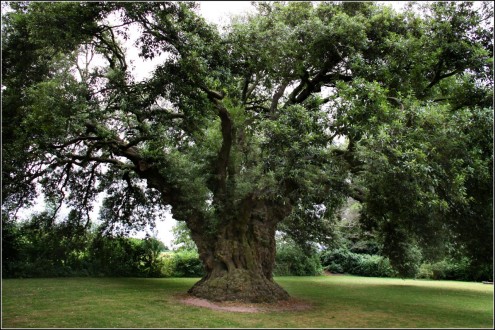 Holm_Oak_Westbury