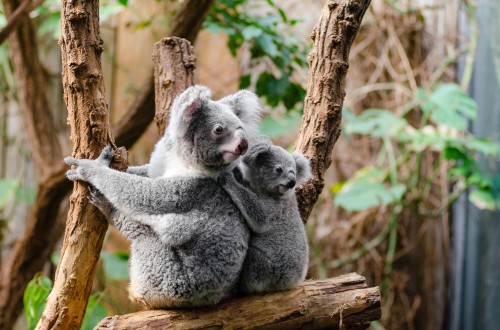 Koala-1259681